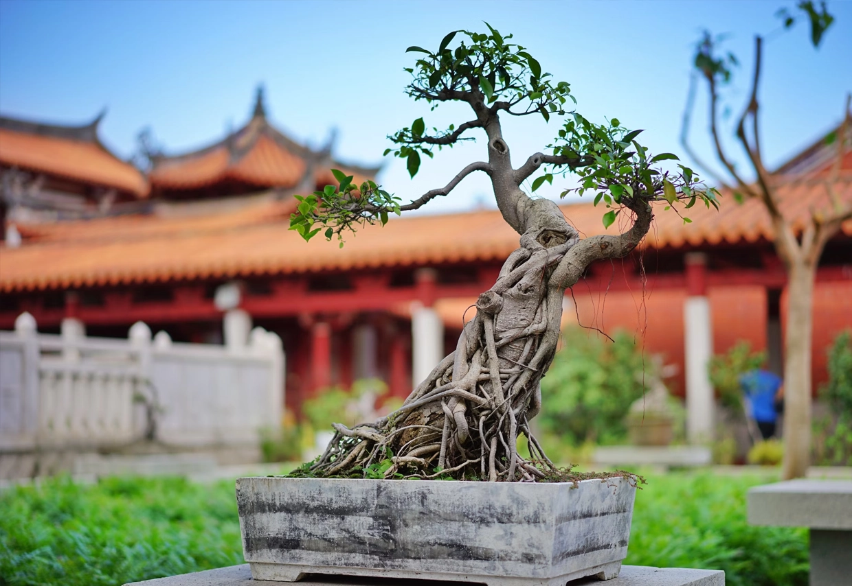 bonsai museum almunecar