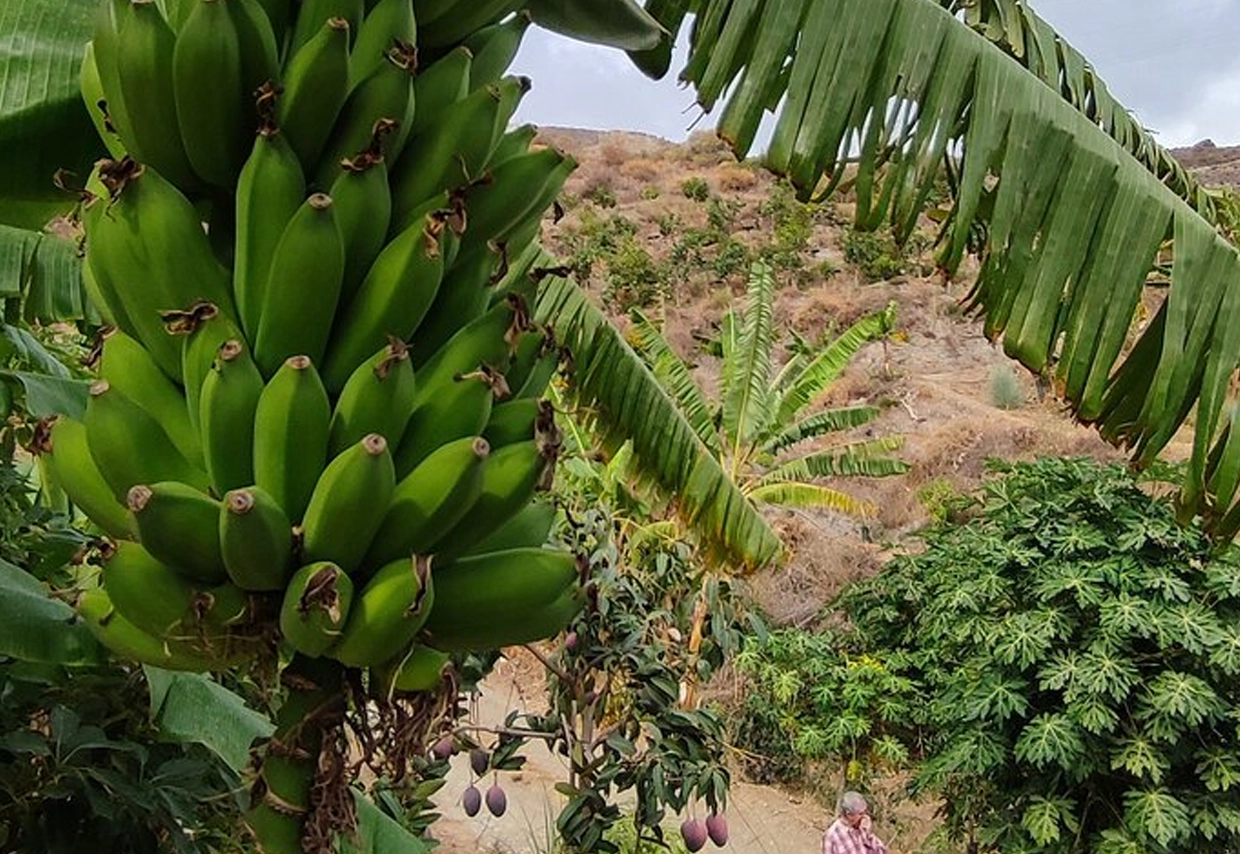 koffieboerderij costa tropical europa