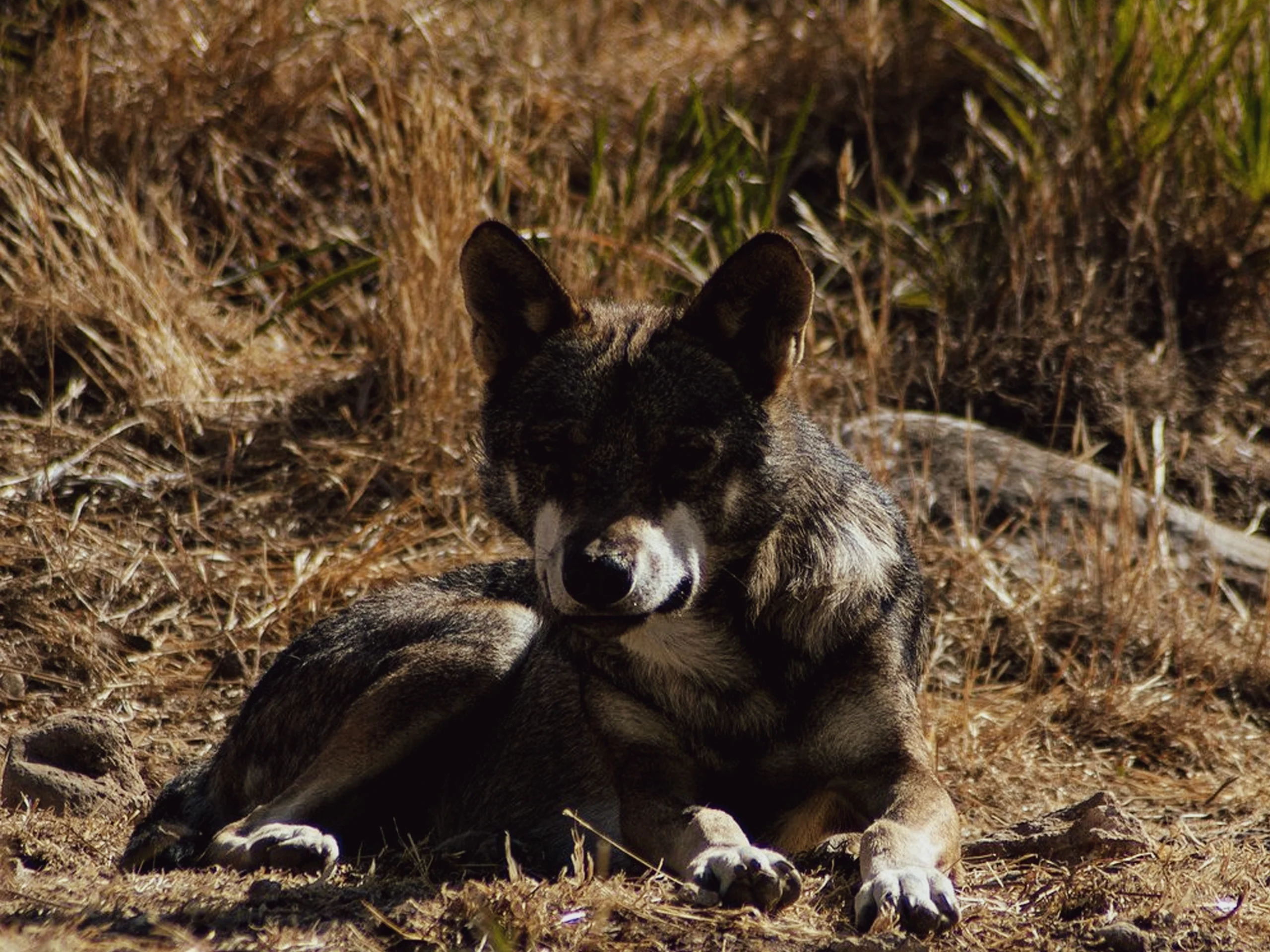 wolf avontuur in Antequera